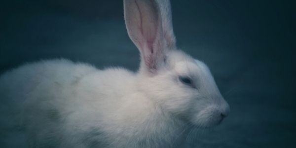 do rabbits blink their eyes