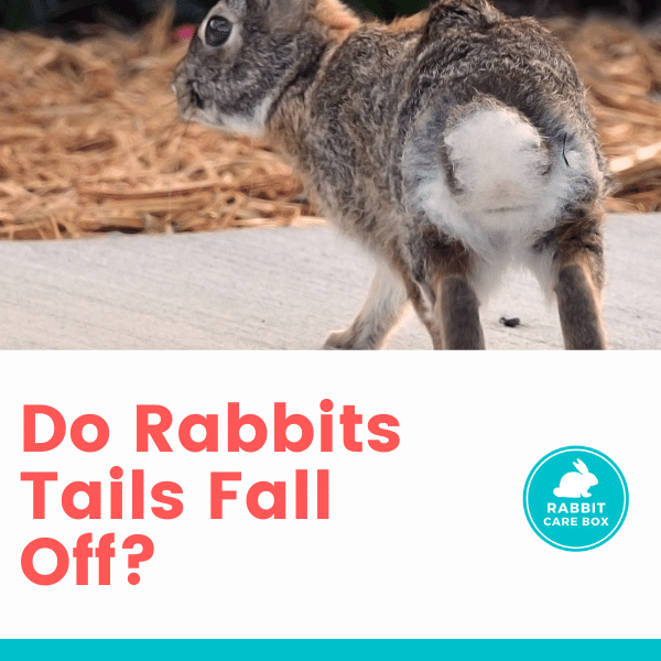 do rabbits tails fall off