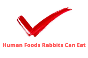 human foods rabbits can eat