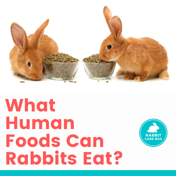 What Human Foods Can Rabbits Eat? Rabbit Care Box
