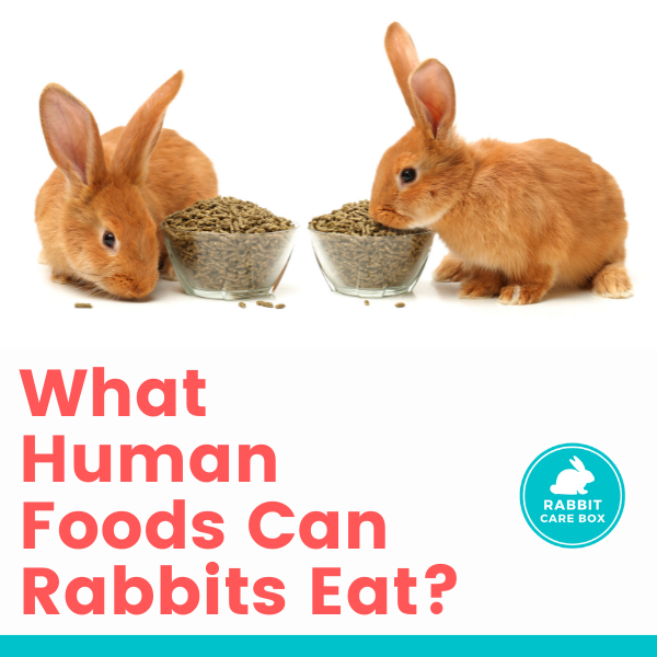 can rabbits eat dog food