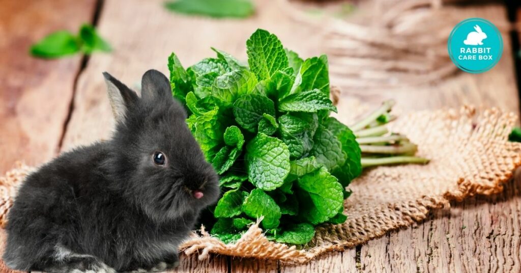 benefits of feeding mint to rabbits