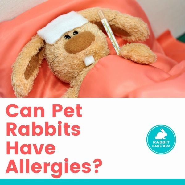 can pet rabbits have allergies