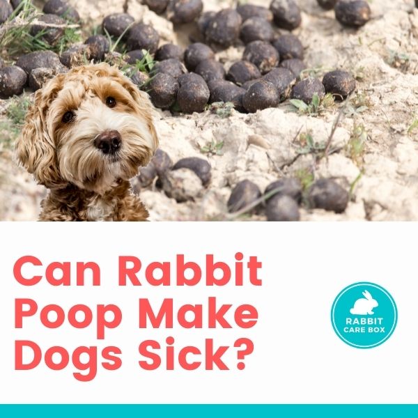 can rabbit poop make dogs sick