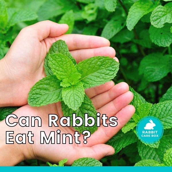 can rabbits eat mint