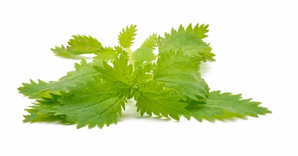 can rabbits eat nettles leaves