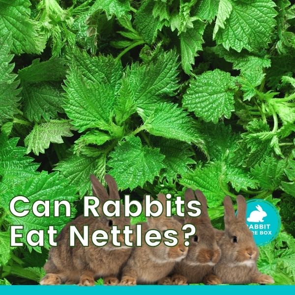 Can Rabbits Eat Nettles (Fresh, Dried + Dead Nettle Leaves) 
