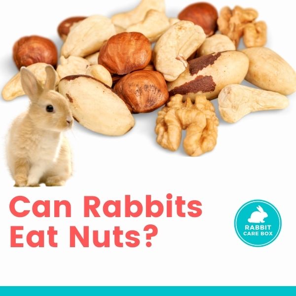 can rabbits eat nuts