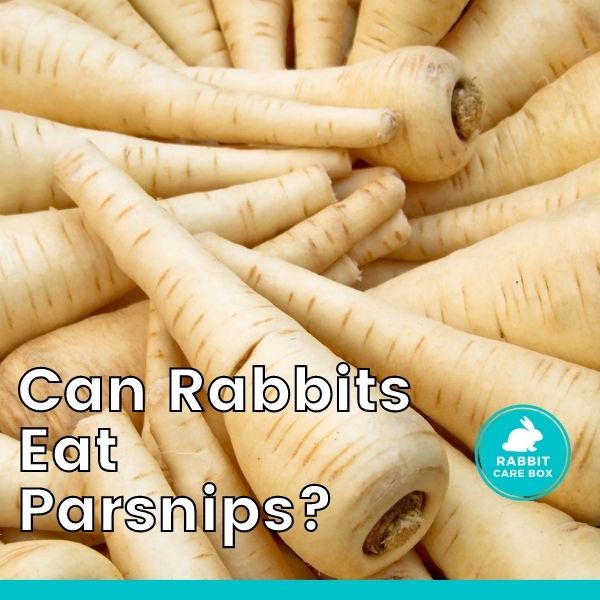 can rabbits eat parsnips