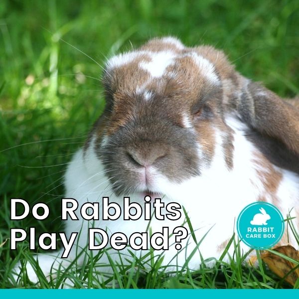 do rabbits play dead