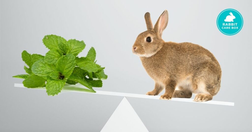 how much mint can you feed rabbits