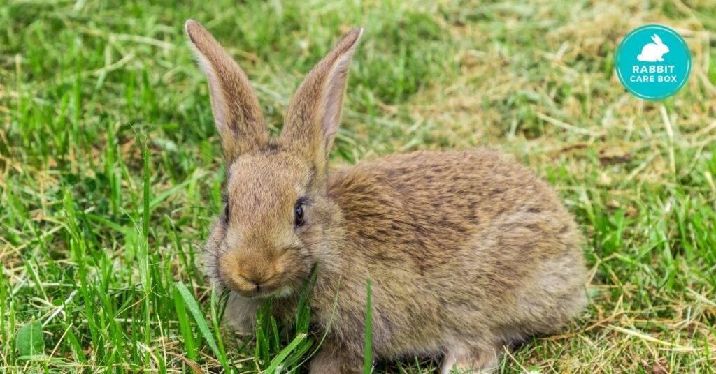 rabbit playing dead