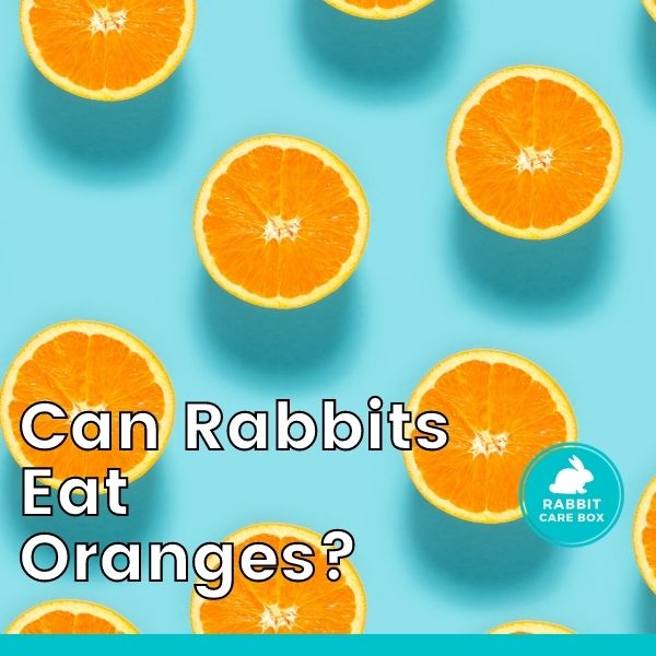 can rabbits eat oranges