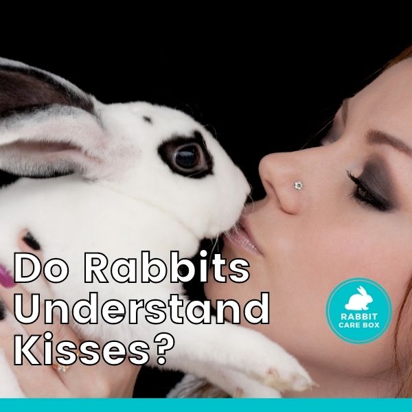 do rabbits understand kisses