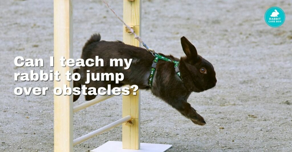 Can I teach my rabbit to jump over obstacles