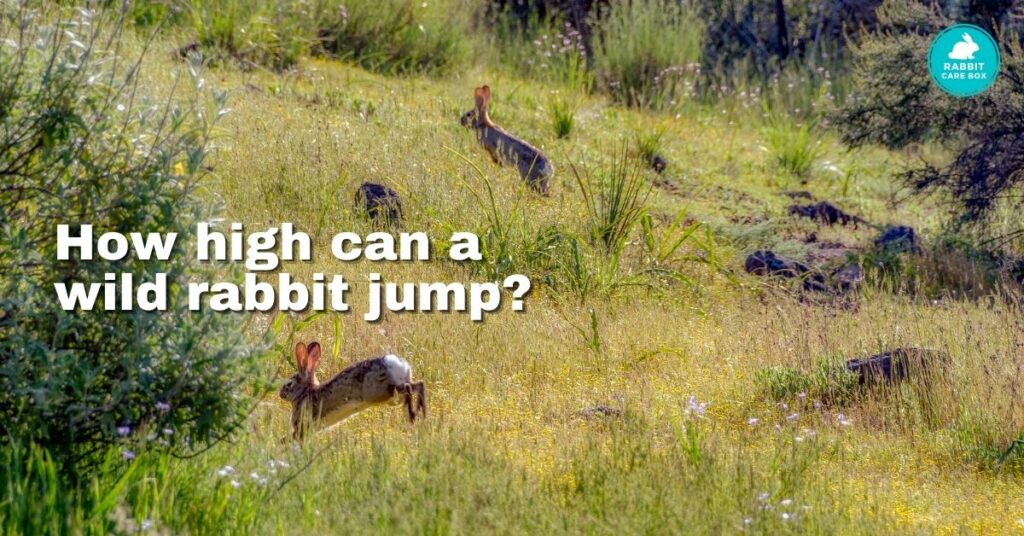 How high can a wild rabbit jump