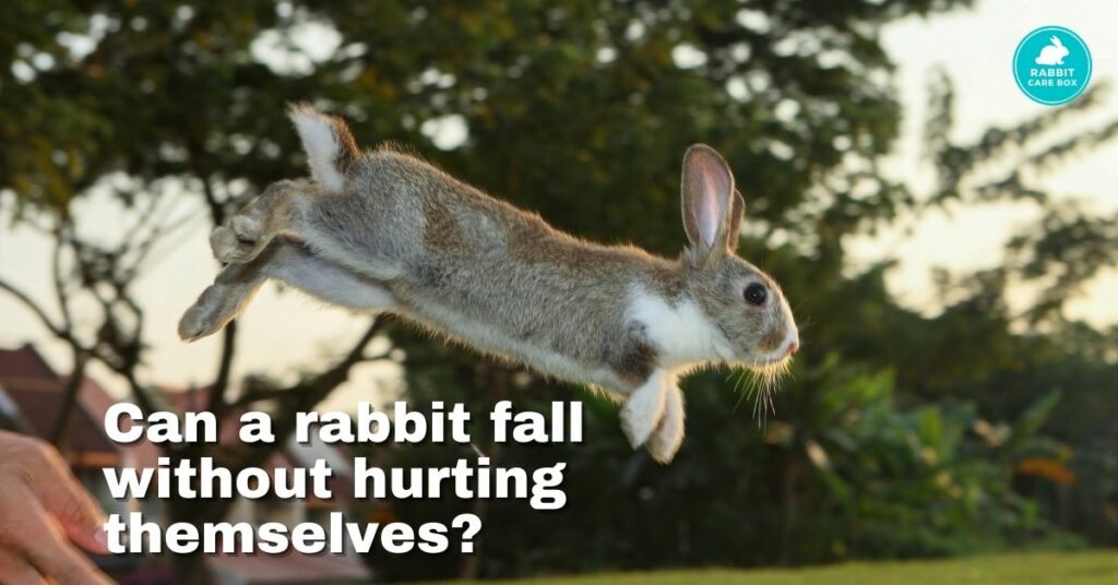 can a rabbit jump without hurting themselves