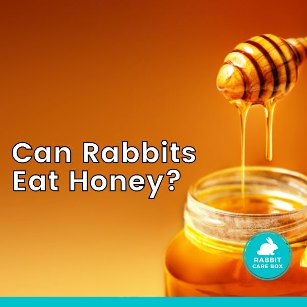 can rabbits eat honey