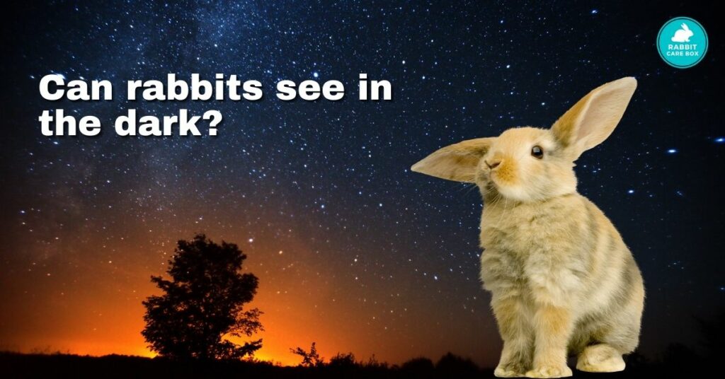 can rabbits see in the dark