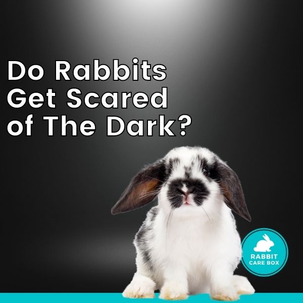 Do rabbits get scared of the dark Rabbit Care Box