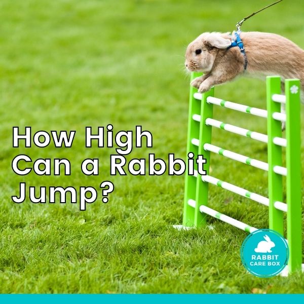 how high can a rabbit jump