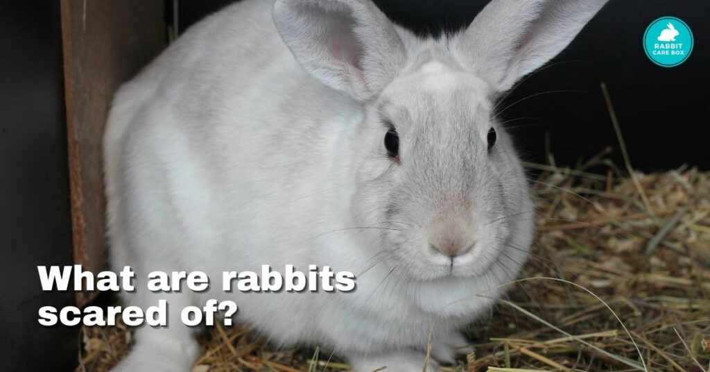 what are rabbits scared of