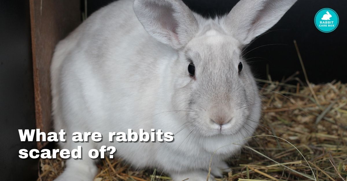 Do rabbits get scared of the dark Rabbit Care Box