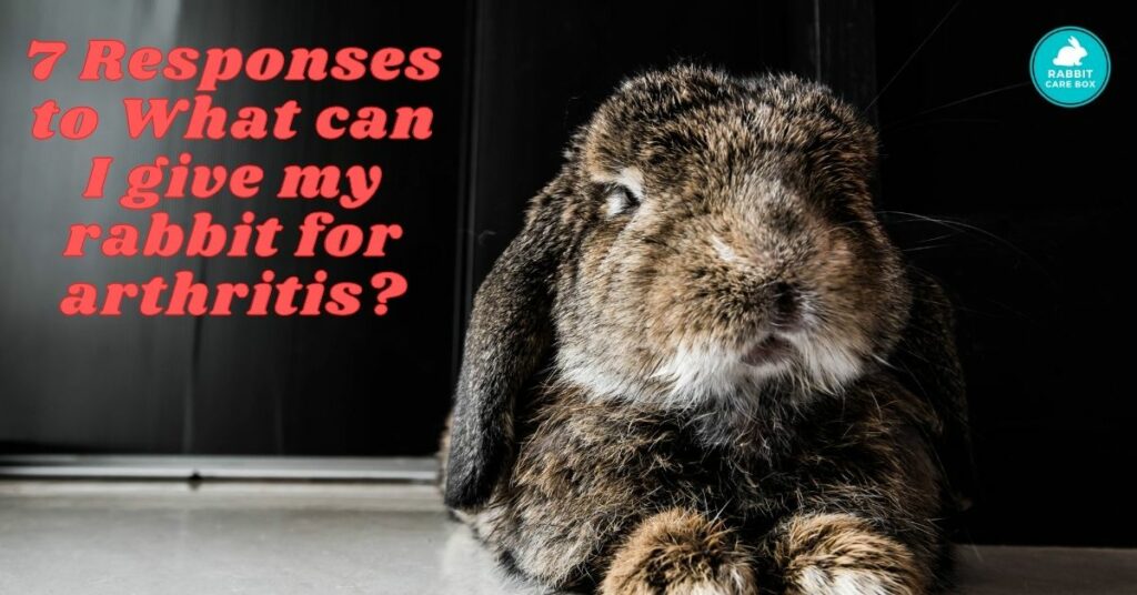 7 Responses to What can I give my rabbit for arthritis?