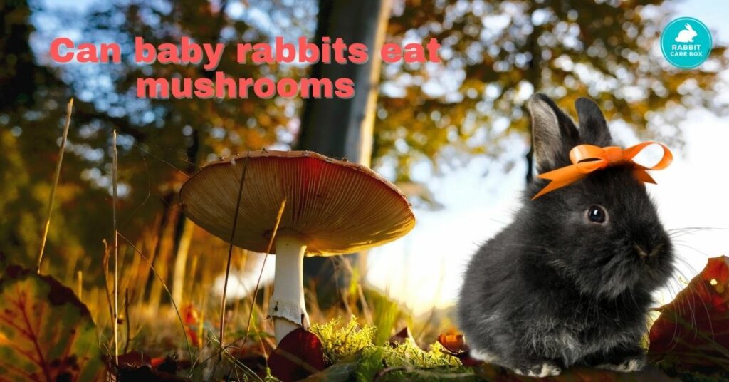 Can baby rabbits eat mushrooms