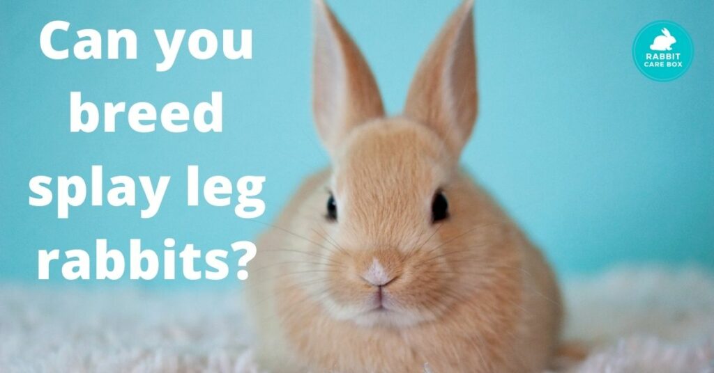 Can you breed splay leg rabbits