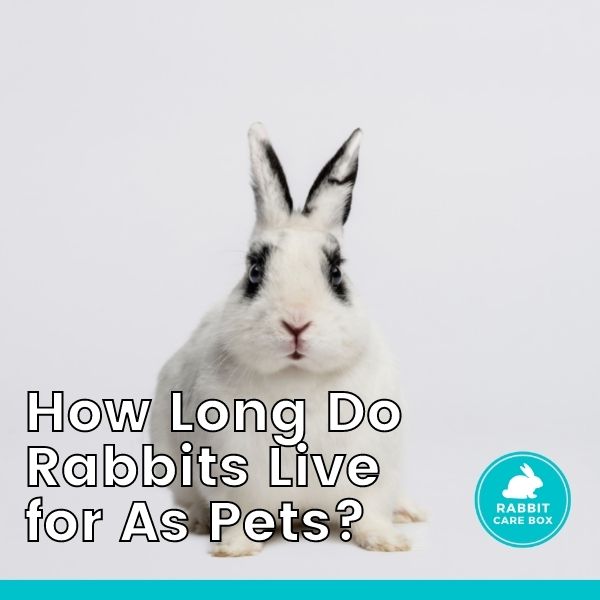 How Long Do Rabbits Live for As Pets? Rabbit Care Box