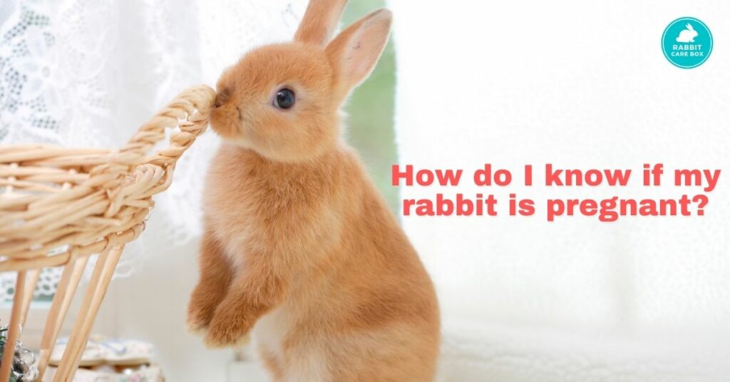 False pregnancy in rabbits What To Look out For..