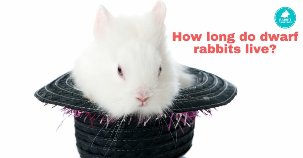 How long do dwarf rabbits live