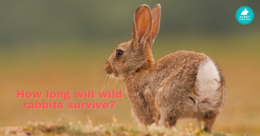 How long will wild rabbits survive