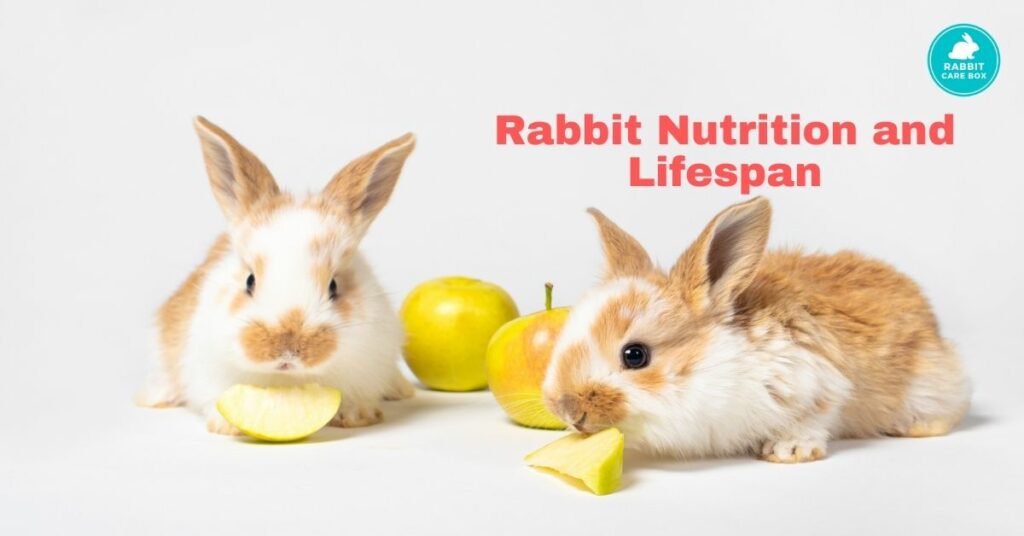 Rabbit Nutrition and Lifespan