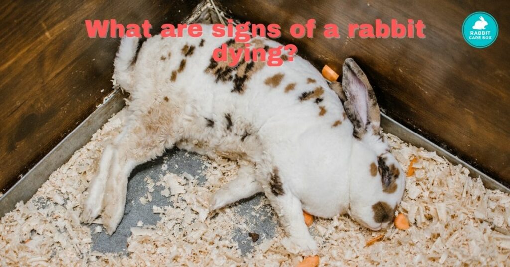 What are signs of a rabbit dying?