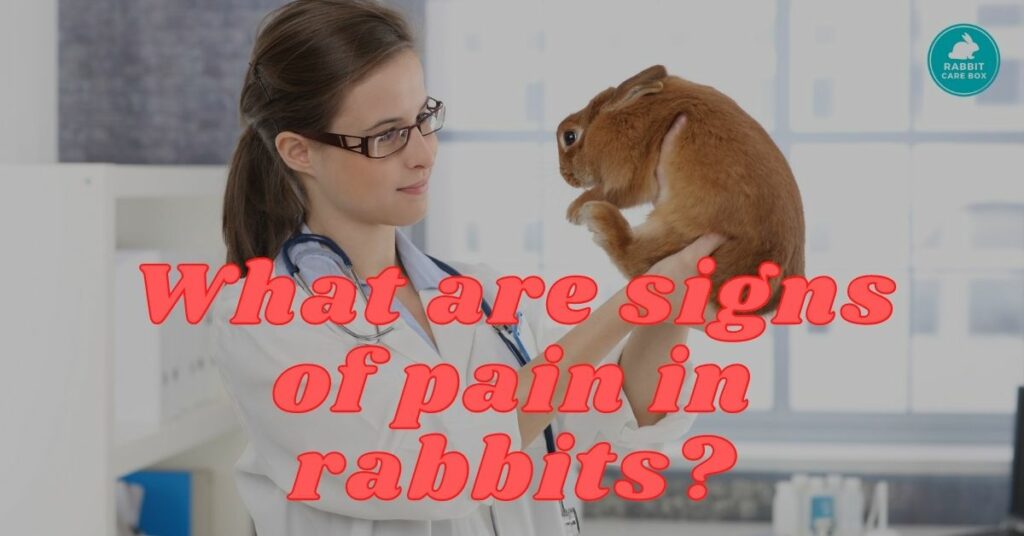 What are signs of pain in rabbits?