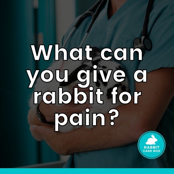 What can you give a rabbit for pain