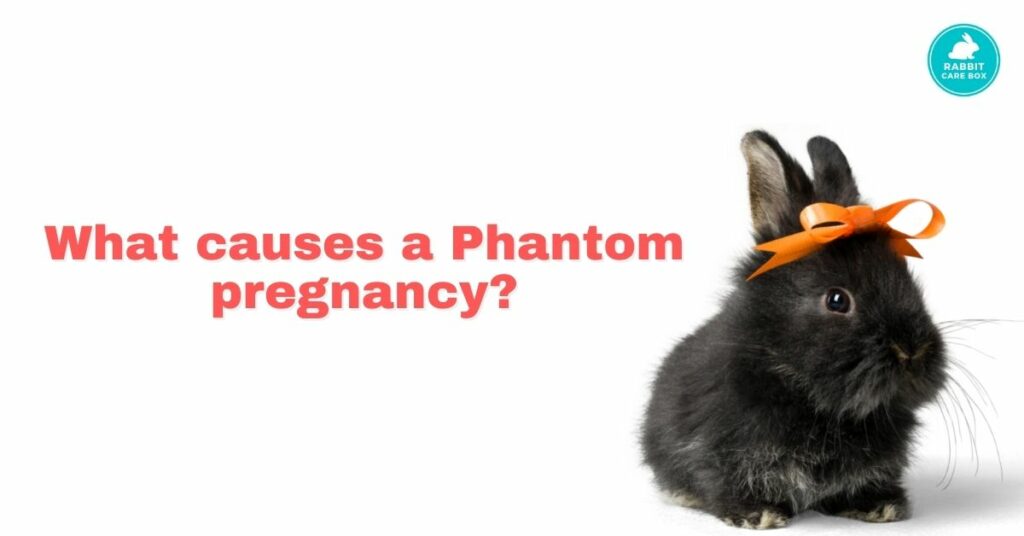 What causes a Phantom pregnancy