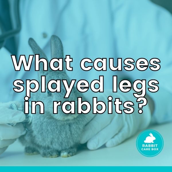 What causes splayed legs in rabbits