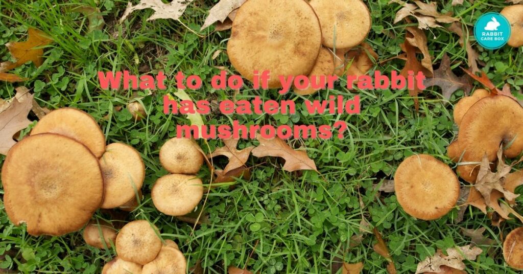 What to do if your rabbit has eaten wild mushrooms