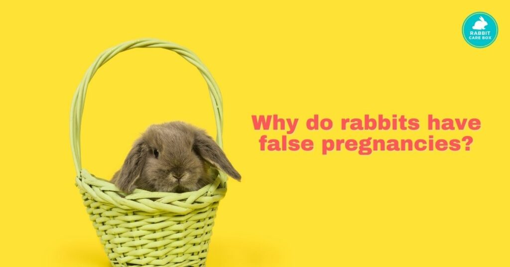 Why do rabbits have false pregnancies