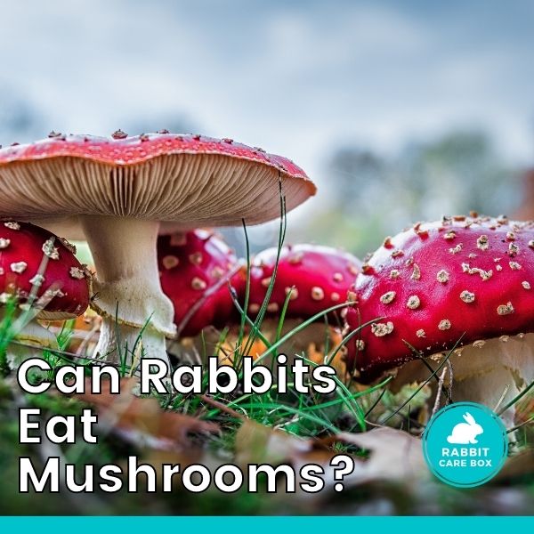 can rabbits eat mushrooms