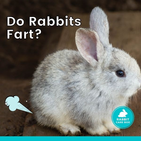 do rabbits fart