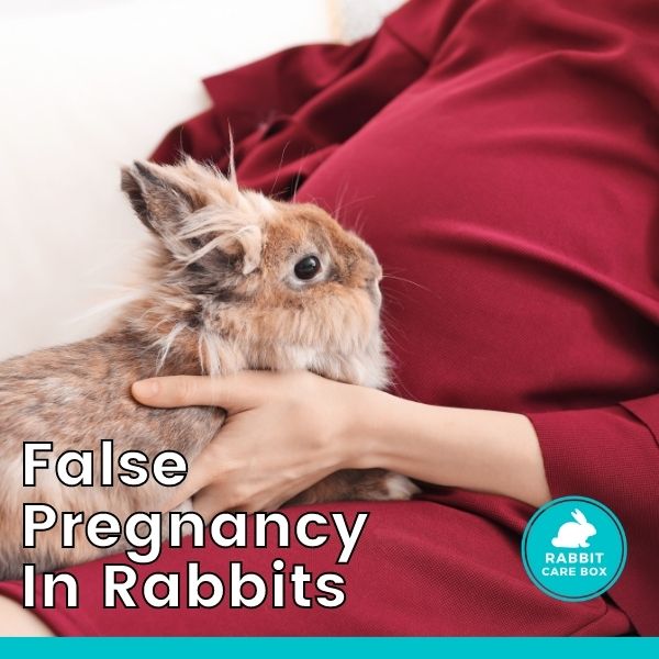 False pregnancy in rabbits