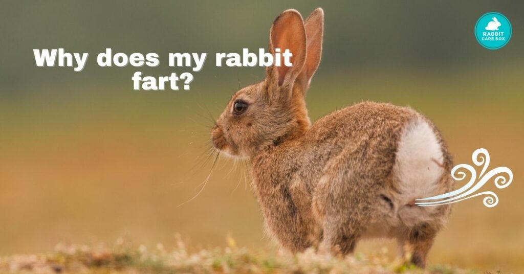 why does my rabbit fart