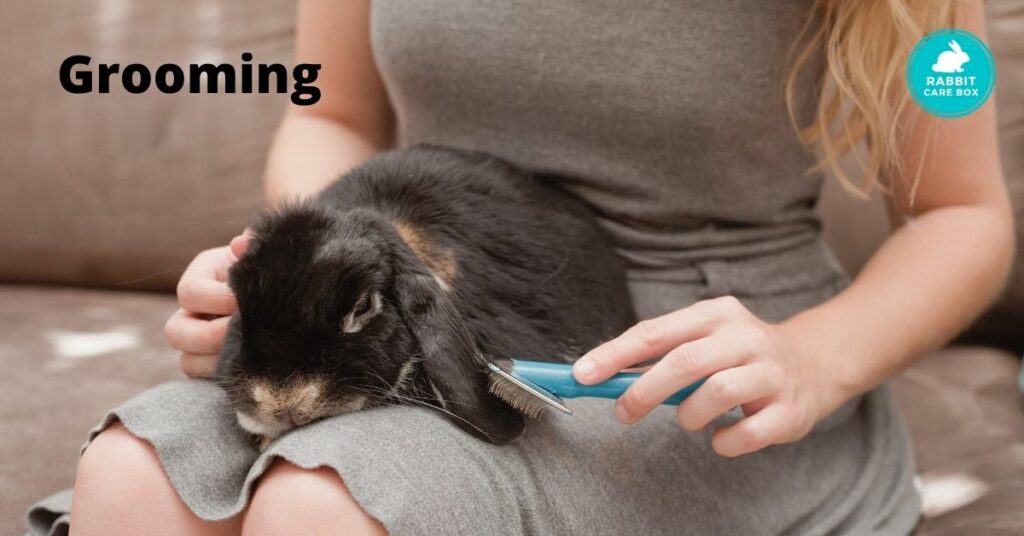 french angora grooming