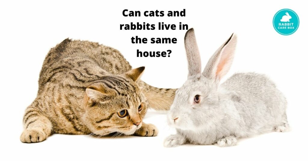 can rabbits get along with cats and dogs