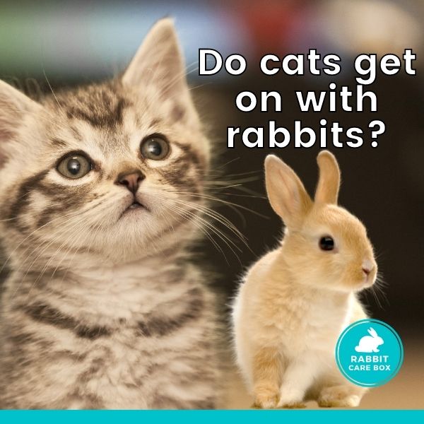 Do cats get on with rabbits? - Is it dangerous!?