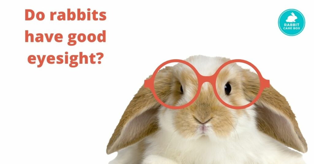 Do rabbits have good eyesight